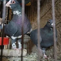 نروماده سیاه پلنگ رگ وریشه دار