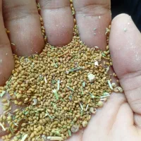 بذر یونجه محلی|گل و گیاه طبیعی|کهنوج, |دیوار