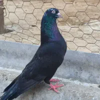 کبوتر آسمان