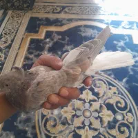 نر سور دم سفید