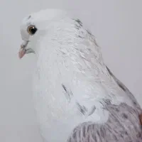 دوکت سرور ماده|پرنده|بومهن, |دیوار