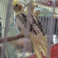 فروش عروس هلندی