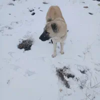 سگ ماده|سگ|ماهنشان, |دیوار