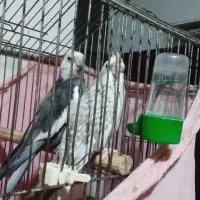 فروش عروس