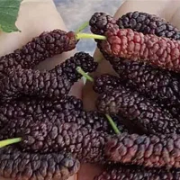 پیش فروش نهال توت موزی|خدمات باغبانی و درختکاری|الوند, |دیوار