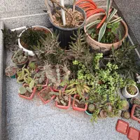 کاکتوس گل اشک تمساح