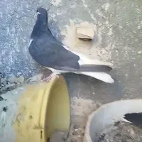 چندتا حیون رنگی|پرنده|رادکان, |دیوار