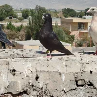 دوتا زاغ درجه یک بته دار .