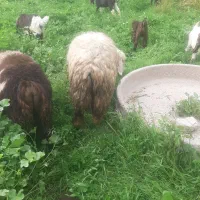 میش گله داری|حیوانات مزرعه|مسجد سلیمان, |دیوار