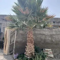 فروش نخل پالم|گل و گیاه طبیعی|رودان, |دیوار