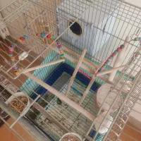 جفت عروس هلندی نر و ماده|پرنده|شاهین‌شهر, فردوسی|دیوار