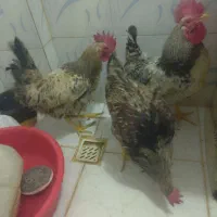 چند خروس و یه کفتر