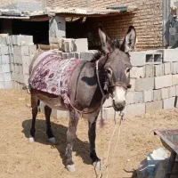 فروش خر جون و درجه یک|حیوانات مزرعه|مرودشت, مجد آباد|دیوار