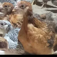 ۹۰۰ تا جوجه