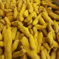 چاشنی آرین