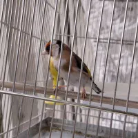 سهره .قناری|پرنده|ری, سیزده آبان|دیوار