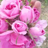 گل محمدی تازه روز ..اصل کاشان