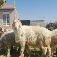 بره قوچ
