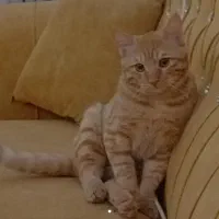 گربه|گربه|زاهدان, |دیوار