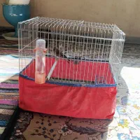 کرمونی|پرنده|مرودشت, ژیان|دیوار