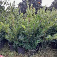 شمشاد طلایی