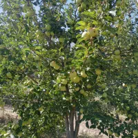 سیب درختی