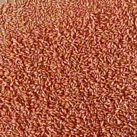 فروش بذر گندم دیم گواهی شده اتیکت دار جهاد