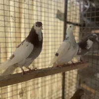 کبوتراصیل تیپلر انگلیسی