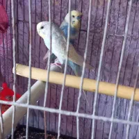 یک جفت مرغ عشق با ی جوجه معاوضه هم دارم