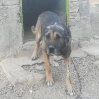 سگه گوسفندی