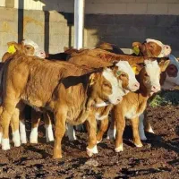 فروش گوساله شیرخوار و قطع شیر سمینتال بالا۵راس|حیوانات مزرعه|شاهینشهر, حافظ جنوبی|دیوار