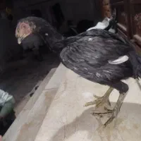 جوجه لاری|حیوانات مزرعه|سرپل ذهاب, |دیوار