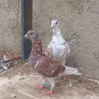 قورگی سوسکی چیل سیاه