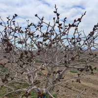 فروش باغ پسته یک هکتار