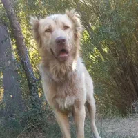 توله سرابی|سگ|بهار, |دیوار