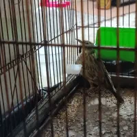 سهره خاکی|پرنده|پاسارگاد, |دیوار