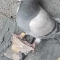 کبوتر پلاکی