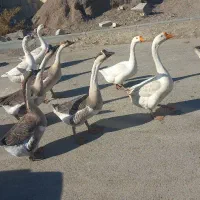 قوغاز چینی گردن ماری