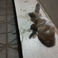 خرگوش