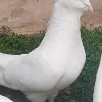 کبوتر اراکی