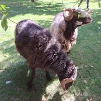 دام زنده به تمام نقاط تهران خروس سیاه و سفید