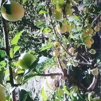 فروش باغ در داین