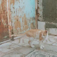 واگذاری رایگان