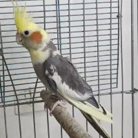 عروس هلندی ابلغ زیبا ماده آماده جفتگیری