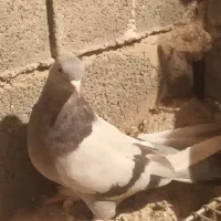 کبوتر سوسنی|پرنده|مرودشت, ثبت احوال|دیوار