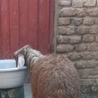 گوسفند|حیوانات مزرعه|جلین, |دیوار