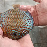 فروش ویژه ماهی دیسکس|ماهی|مشهد, خلق آباد سفلی|دیوار