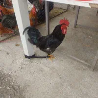 ارسال قربانی درب منزل مرغ مشکی خروس