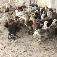 جوجه دیلگونی 50 روزه|حیوانات مزرعه|بهبهان, |دیوار