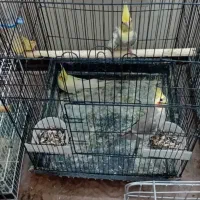 طوطی عروس هلندی|پرنده|آمل, |دیوار